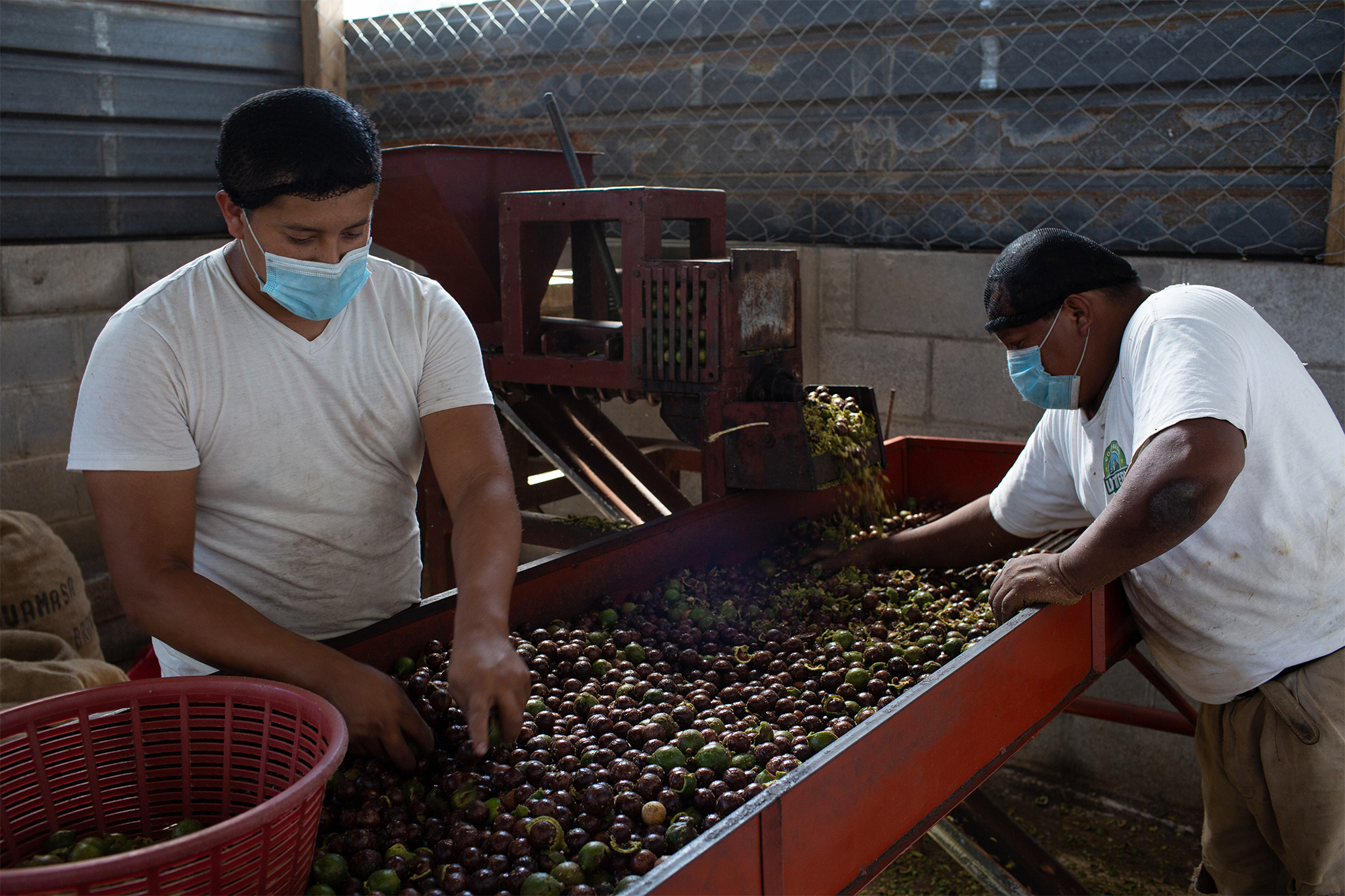 2.1.41 Men Sorting Macadamias Pomona Alianza Copyight James Rodríguez Panos